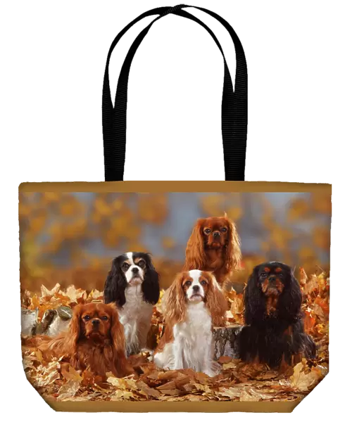 Five Cavalier King Charles Spaniel sitting, black-and-tan, tricolour, blenheim and ruby coated