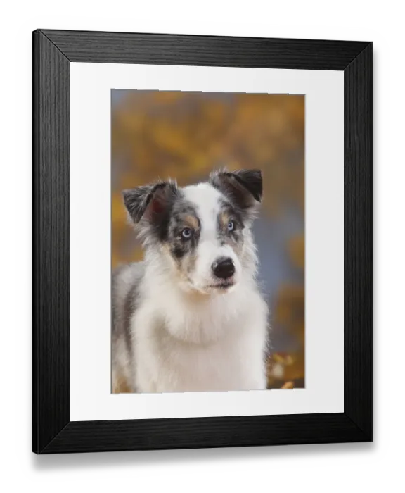 Framed Print : Australian Shepherd, blue-merle, head portrait with autumn leaves behind Framed Print : Australian Shepherd, blue-merle, head portrait with autumn leaves behind