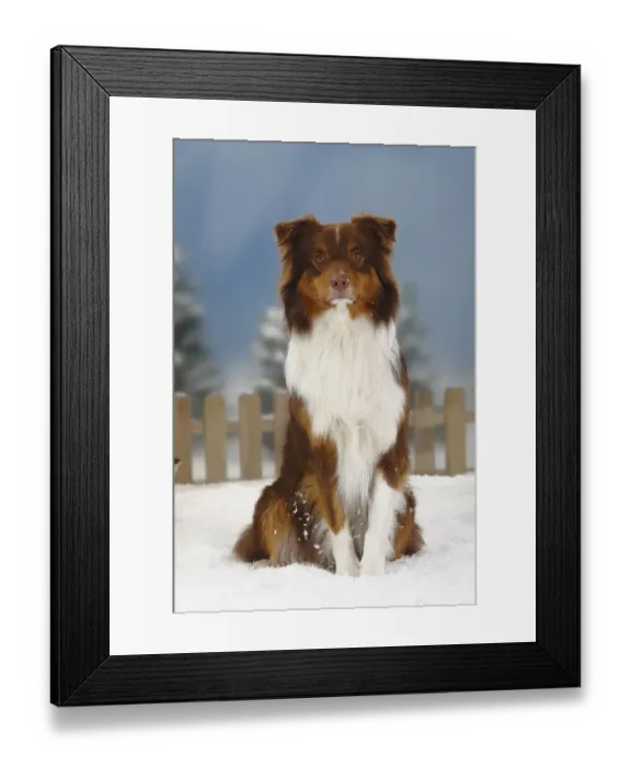 Framed Print : Australian Shepherd, red-tri coated, portrait sitting in snow, with picket fence behind Framed Print : Australian Shepherd, red-tri coated, portrait sitting in snow, with picket fence behind