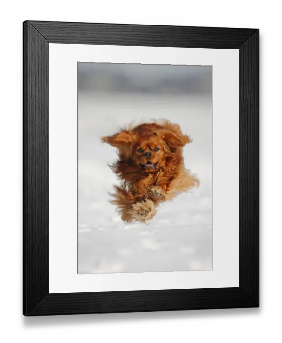Framed Print : Cavalier King Charles Spaniel, blenheim coated, running over snow covered ground Framed Print : Cavalier King Charles Spaniel, blenheim coated, running over snow covered ground
