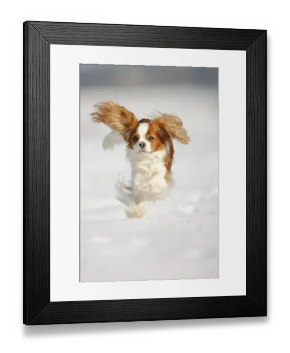 Framed Print : Cavalier King Charles Spaniel, blenheim coated, running over snow covered ground Framed Print : Cavalier King Charles Spaniel, blenheim coated, running over snow covered ground