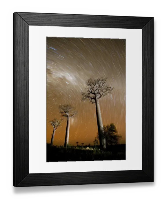Framed Print : Star trails above Baobab trees (Adansonia za) at night, Zombitse National Park, Madagascar Framed Print : Star trails above Baobab trees (Adansonia za) at night, Zombitse National Park, Madagascar