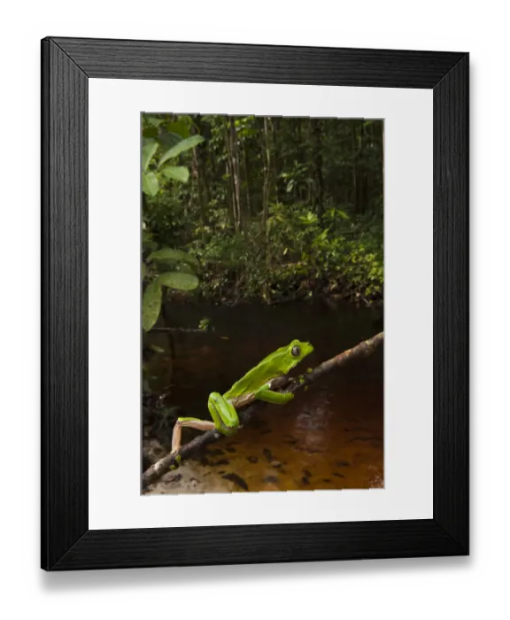 Framed Print : Giant leaf frog (Phyllomedusa bicolor) climbing along branch in rainforest, Iwokrama Reserve Framed Print : Giant leaf frog (Phyllomedusa bicolor) climbing along branch in rainforest, Iwokrama Reserve