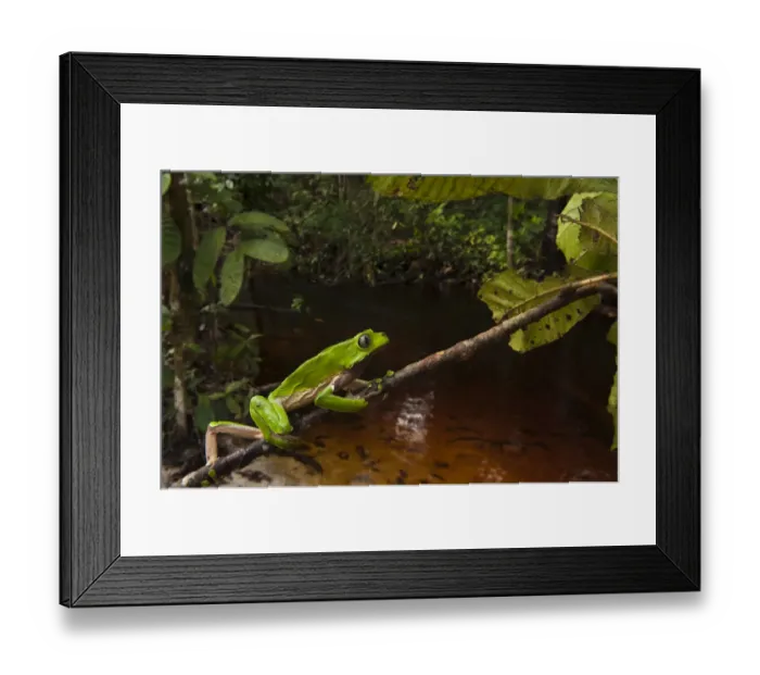 Framed Print : Giant leaf frog (Phyllomedusa bicolor) climbing along branch in rainforest, Iwokrama Reserve Framed Print : Giant leaf frog (Phyllomedusa bicolor) climbing along branch in rainforest, Iwokrama Reserve