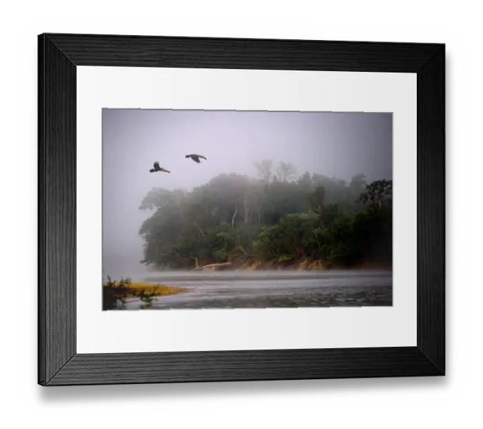 Framed Print : A pair of Toco Toucans (Ramphastos toco) flying across the Piquiri River at dawn Framed Print : A pair of Toco Toucans (Ramphastos toco) flying across the Piquiri River at dawn