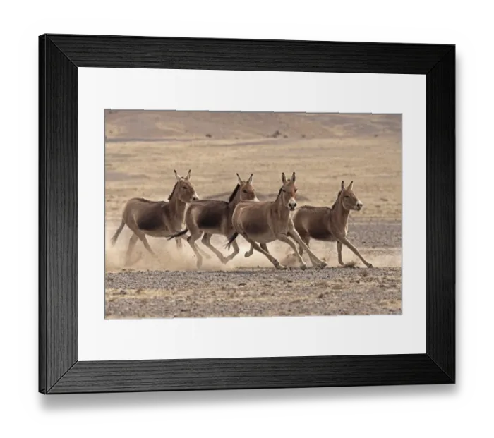 Framed Print : Small herd of Asiatic Wild Ass (Equus hemionus) running, Gobi National Park, Mongolia Framed Print : Small herd of Asiatic Wild Ass (Equus hemionus) running, Gobi National Park, Mongolia