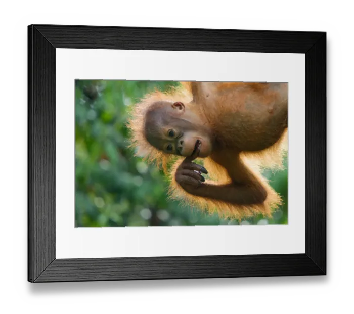 Framed Print : Orang utan (Pongo pygmaeus) baby hanging from trees, and chewing on fingers, Semengoh Framed Print : Orang utan (Pongo pygmaeus) baby hanging from trees, and chewing on fingers, Semengoh