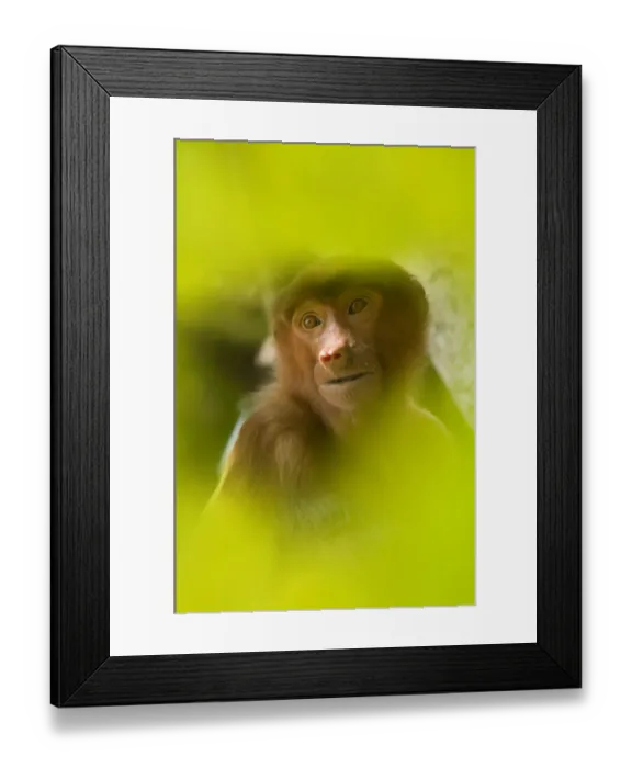 Framed Print : Proboscis Monkey (Nasalis larvatus) female sitting in tree, partially obscured by Framed Print : Proboscis Monkey (Nasalis larvatus) female sitting in tree, partially obscured by