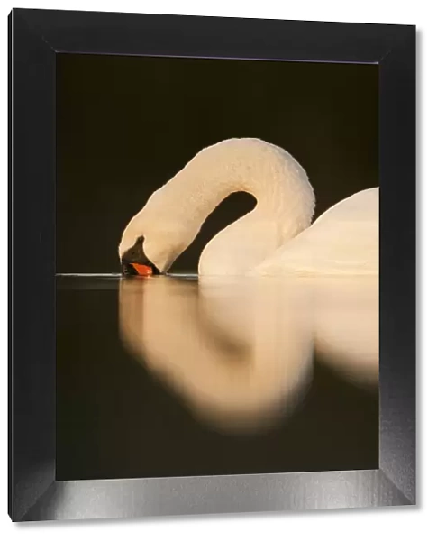 Mute Swan (Cygnus olor) with its beak in water. Fife, Scotland, November
