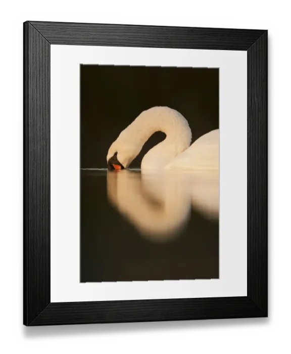 Framed Print : Mute Swan (Cygnus olor) with its beak in water. Fife, Scotland, November Framed Print : Mute Swan (Cygnus olor) with its beak in water. Fife, Scotland, November