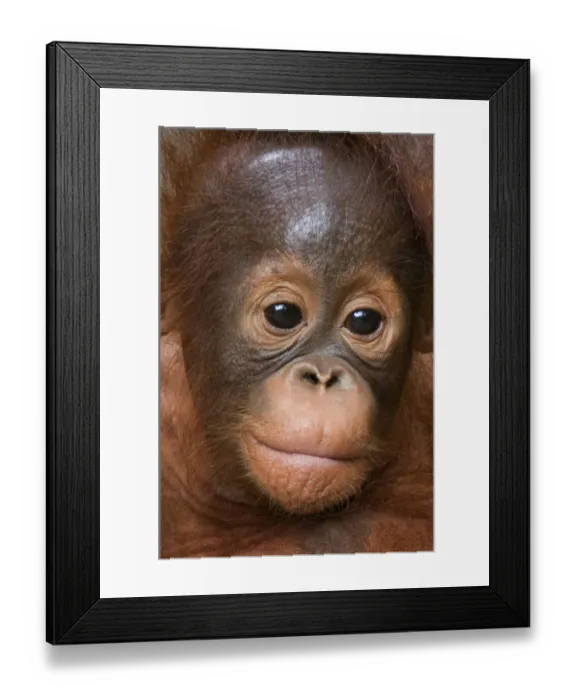 Framed Print : Orang utan baby (Pongo pygmaeus) head portrait, Semengoh Nature reserve, Sarawak Framed Print : Orang utan baby (Pongo pygmaeus) head portrait, Semengoh Nature reserve, Sarawak