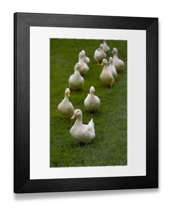 Framed Print : Aylesbury ducks following in a line on village green, Weedon, Buckinghamshire, UK Framed Print : Aylesbury ducks following in a line on village green, Weedon, Buckinghamshire, UK
