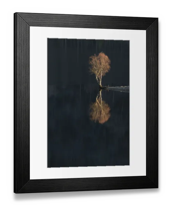 Framed Print : Silver Birch (Betula verrucosa) reflected in Loch Beinn a Mheadhoin Framed Print : Silver Birch (Betula verrucosa) reflected in Loch Beinn a Mheadhoin
