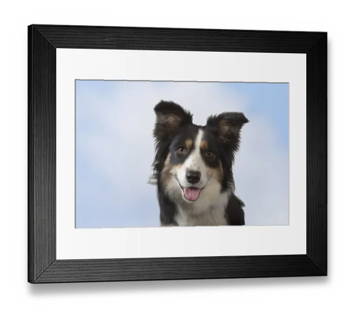 Framed Print : Border collie, head portrait, Norfolk, UK, May Framed Print : Border collie, head portrait, Norfolk, UK, May