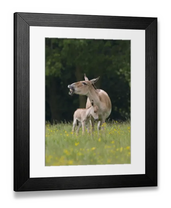Framed Print : Asiatic wild ass (Equus hemionus) with foal, captive, UK, endangered species Framed Print : Asiatic wild ass (Equus hemionus) with foal, captive, UK, endangered species