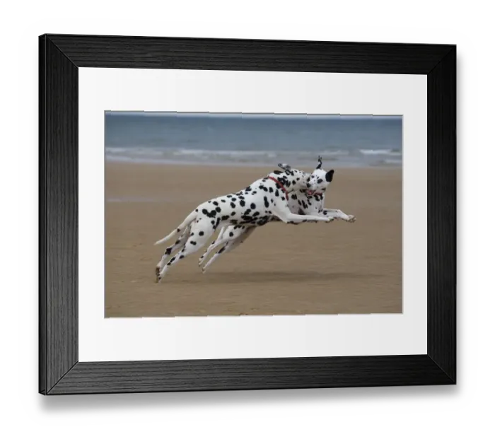 Framed Print : Dalmation dogs playing on beach, Norfolk, UK, August Framed Print : Dalmation dogs playing on beach, Norfolk, UK, August