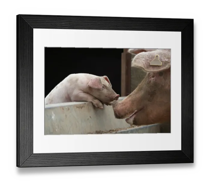 Framed Print : Domestic pig, free range sow and piglet sniffing noses, UK, August 2010