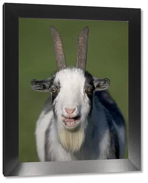 Domestic goat (Capra hircus) pygmy goat bleeting, portrait, UK