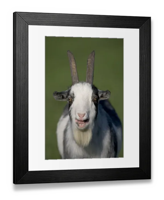 Framed Print : Domestic goat (Capra hircus) pygmy goat bleeting, portrait, UK Framed Print : Domestic goat (Capra hircus) pygmy goat bleeting, portrait, UK