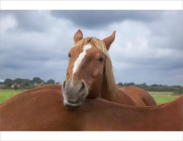 Suffolk Punch heavy horse in field resting head anothers back, UK, September