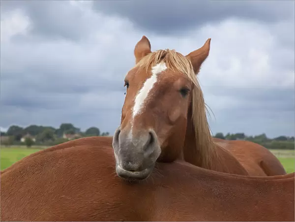 Suffolk Punch heavy horse in field resting head anothers back, UK, September