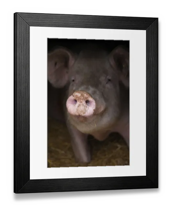 Framed Print : Domestic pig, hybrid large white sow in free-range sty, UK, August 2010 Framed Print : Domestic pig, hybrid large white sow in free-range sty, UK, August 2010