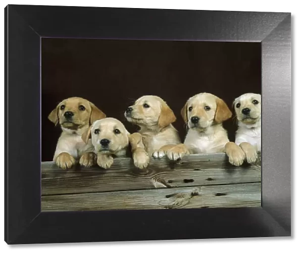 Yellow labrador, five puppies in a row