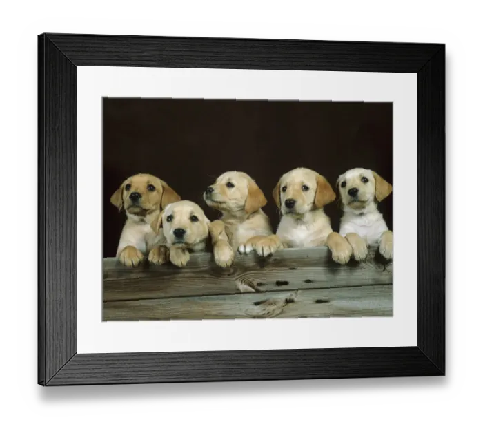 Framed Print : Yellow labrador, five puppies in a row Framed Print : Yellow labrador, five puppies in a row