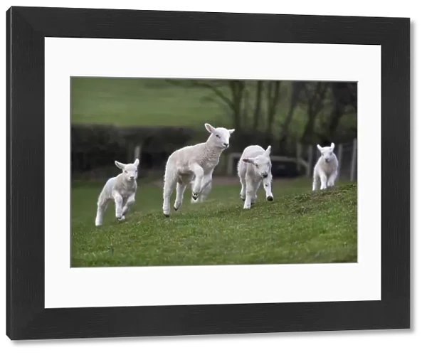 Domestic sheep, lambs playing in a field, Norfolk, UK, March