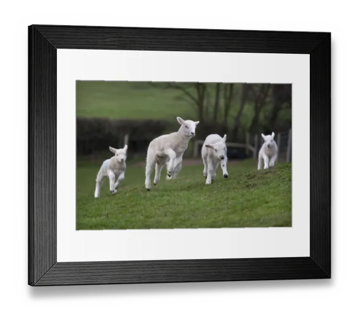 Framed Print : Domestic sheep, lambs playing in a field, Norfolk, UK, March Framed Print : Domestic sheep, lambs playing in a field, Norfolk, UK, March