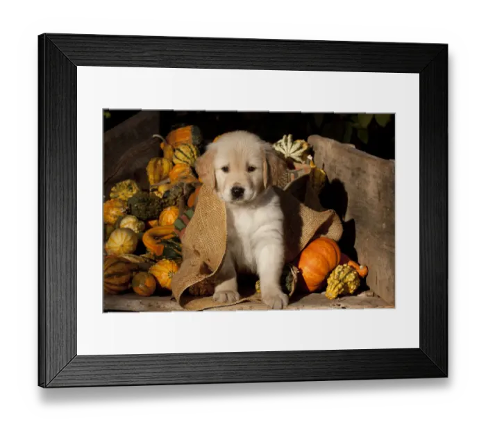Framed Print : Golden Retriever puppy, 6 weeks, amongst gourds, Illinois, USA Framed Print : Golden Retriever puppy, 6 weeks, amongst gourds, Illinois, USA