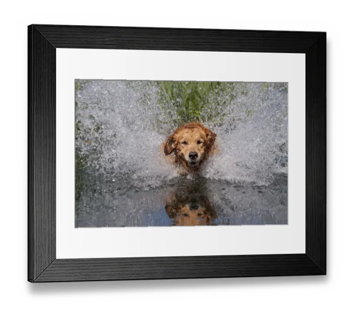 Framed Print : Golden retriever splashing through water, USA
