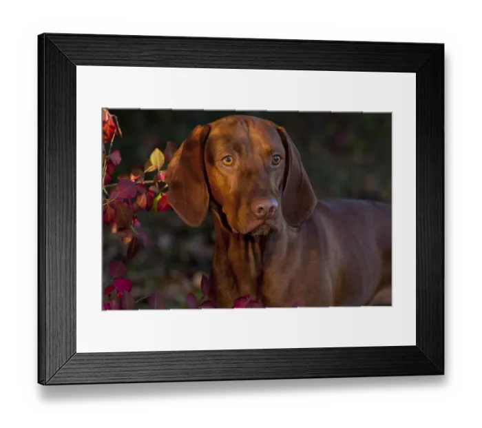 Framed Print : Hungarian Vizsla portrait amongst autumn foliage, Connecticut, USA