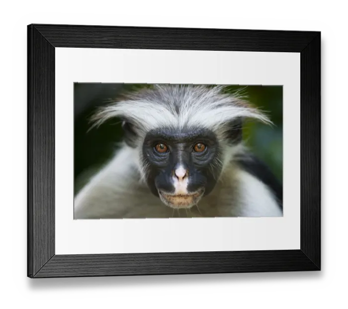 Framed Print : Zanzibar Red Colobus (Procolobus kirkii) head portrait, Jozani Chwaka Bay NP, Zanzibar Framed Print : Zanzibar Red Colobus (Procolobus kirkii) head portrait, Jozani Chwaka Bay NP, Zanzibar