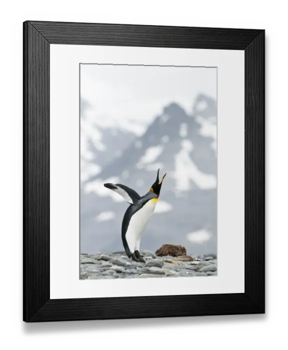Framed Print : King Penguin (Aptenodytes patagonicus) displaying on the beach front. Salisbury Plain