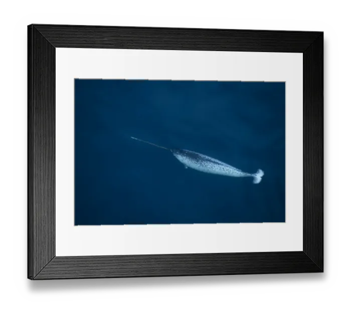 Framed Print : Narwhal (Monodon monoceros) swimming near the surface, seen from the air. Pond Inlet Framed Print : Narwhal (Monodon monoceros) swimming near the surface, seen from the air. Pond Inlet