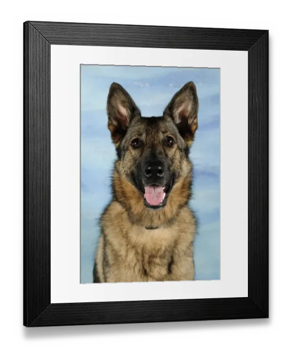 Framed Print : Head portrait of a German Shepherd, panting Framed Print : Head portrait of a German Shepherd, panting