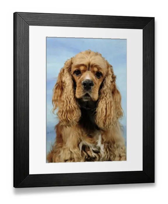 Framed Print : Cocker Spaniel head portrait, aged 5 years Framed Print : Cocker Spaniel head portrait, aged 5 years