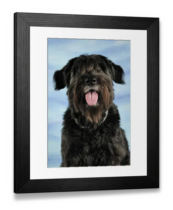 Framed Print : Portrait of a Bouvier des Flander cross-breed dog, sitting and panting Framed Print : Portrait of a Bouvier des Flander cross-breed dog, sitting and panting