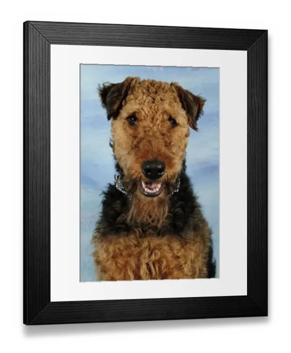 Framed Print : Airdale terrier head portrait, sitting and panting Framed Print : Airdale terrier head portrait, sitting and panting