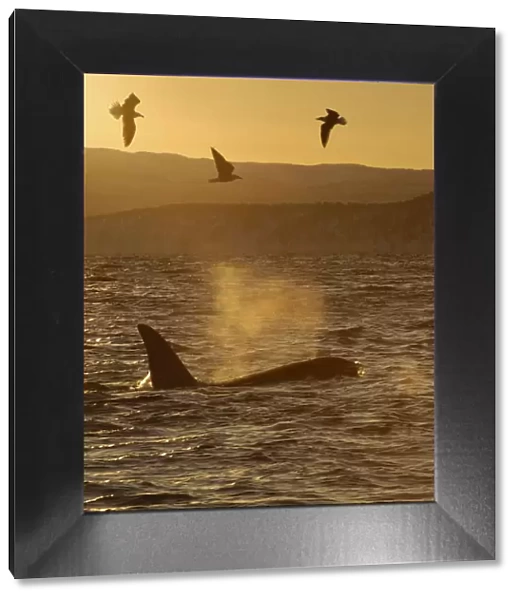 Killer whale  /  Orca (Orcinus orca) surfacing with three seabirds flying, Tysfjord