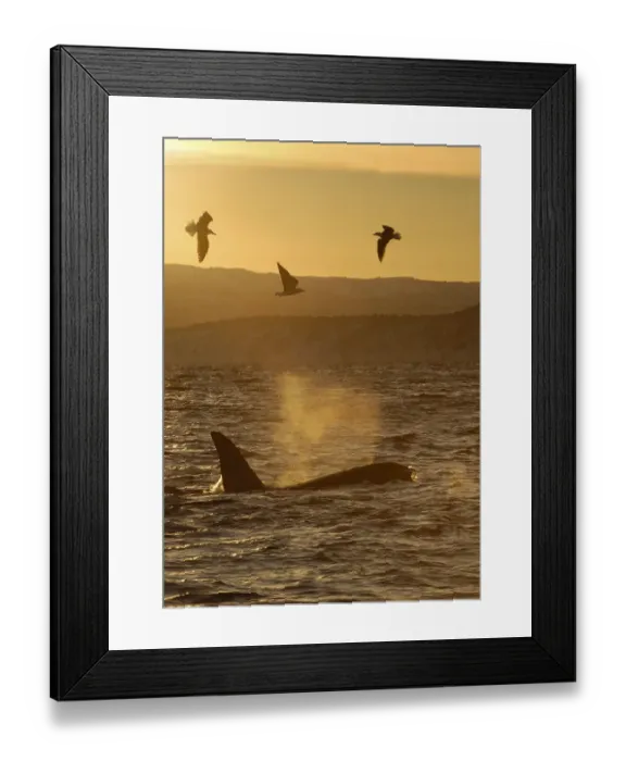 Framed Print : Killer whale  /  Orca (Orcinus orca) surfacing with three seabirds flying, Tysfjord