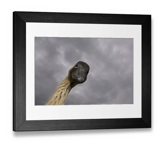 Framed Print : Hawaiian goose / Nene (Branta sandvicensis) lookig down, Slimbridge, Gloucestershire Framed Print : Hawaiian goose / Nene (Branta sandvicensis) lookig down, Slimbridge, Gloucestershire