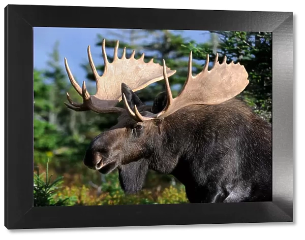 Moose (Alces alces) head portrait of bull standing in forest clearing, Cap Breton