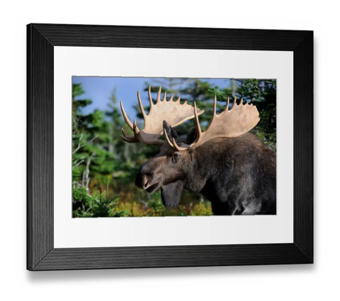 Framed Print : Moose (Alces alces) head portrait of bull standing in forest clearing, Cap Breton