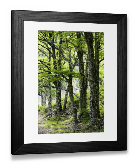 Framed Print : Lenga forest (Nothofagus pumilio) in Ascensio river valley on the W Trek, Torres Framed Print : Lenga forest (Nothofagus pumilio) in Ascensio river valley on the W Trek, Torres