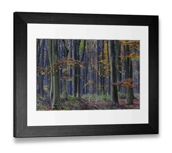 Framed Print : Beech trees (Fagus sylvatica) in West Woods, Wiltshire, UK, November 2010 Framed Print : Beech trees (Fagus sylvatica) in West Woods, Wiltshire, UK, November 2010