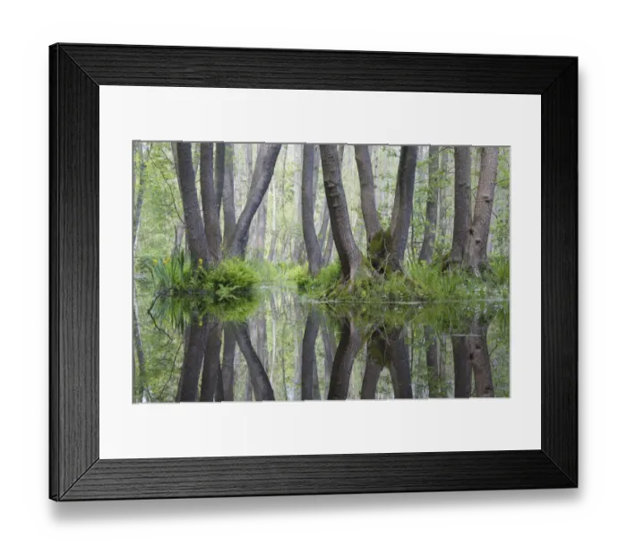Framed Print : Alder trees (Alnus sp) reflected in standing water in nature reserve, Berlin, Germany