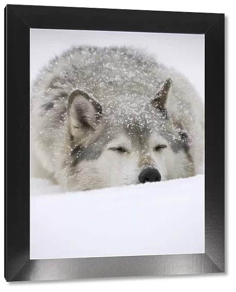 Grey Wolf (Canis lupus) head portrait of male, sleeping in snow, Captive