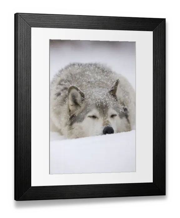 Framed Print : Grey Wolf (Canis lupus) head portrait of male, sleeping in snow, Captive Framed Print : Grey Wolf (Canis lupus) head portrait of male, sleeping in snow, Captive